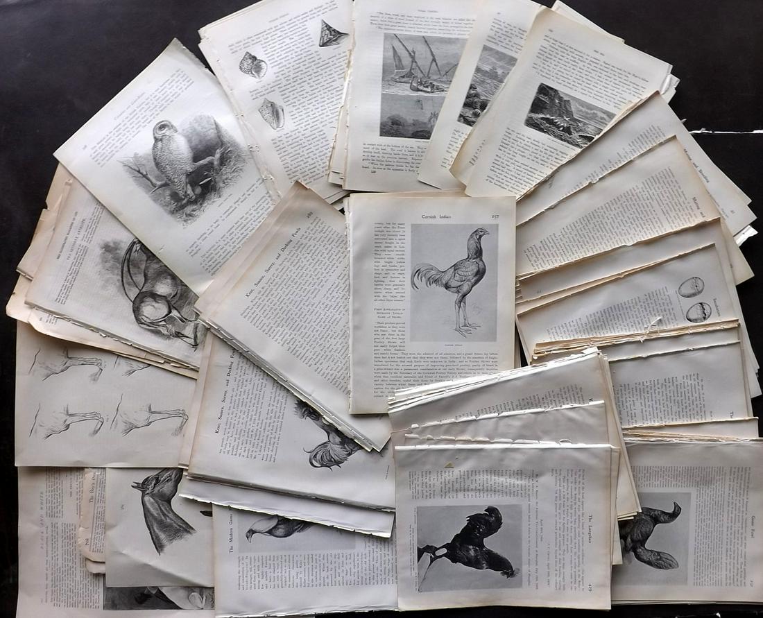 Birds & Natural History 19th Cent. Lot of 200 Sheets (1 of 4)