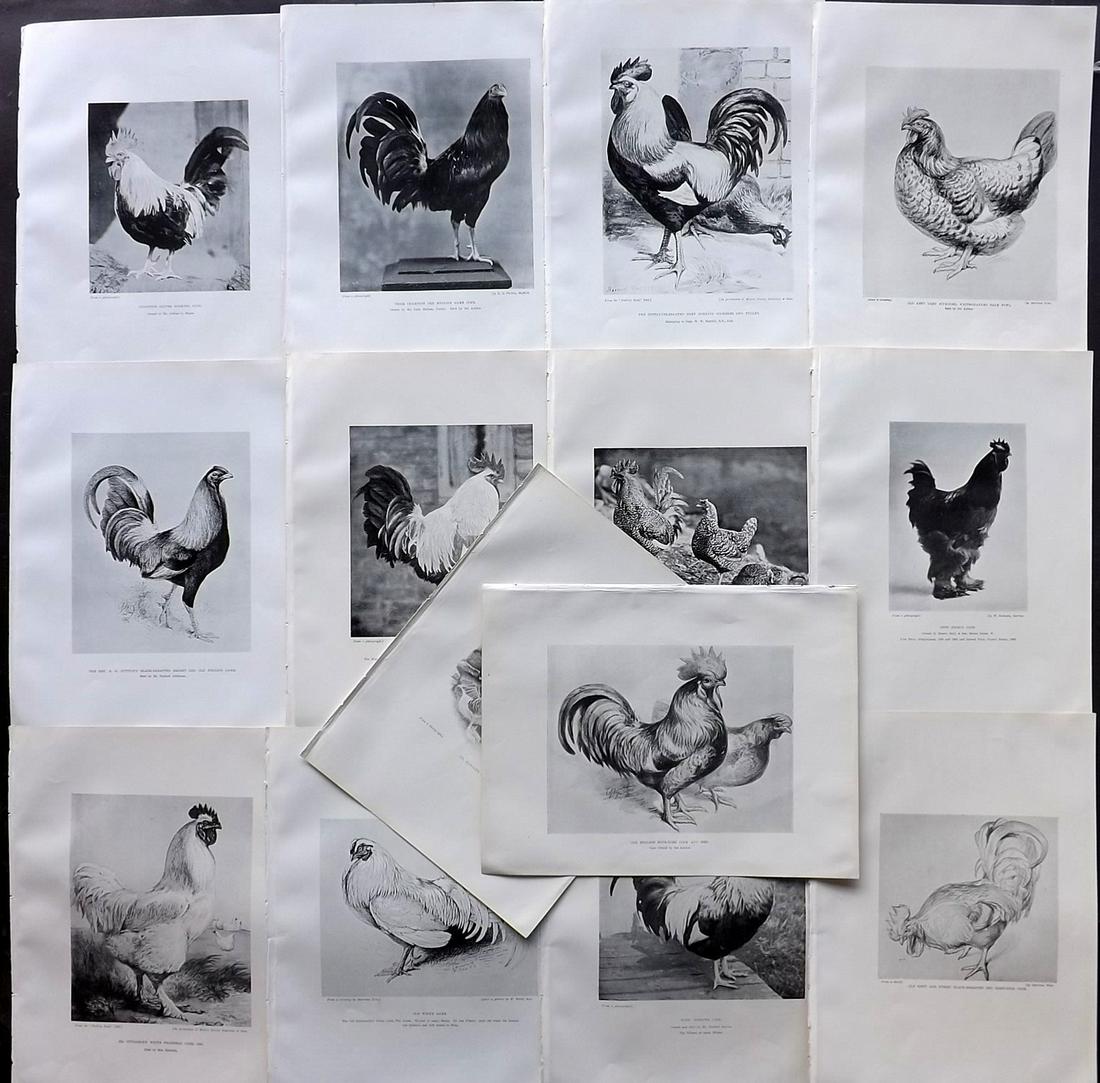 Weir, Harrison 1903 Lot of 14 Poultry Prints: Photoengravings Published 1902-03, London for "Our Poultry and All about Them" by Harrison Weir. Paper Size: 10.5 x 8 inch (27 x 20cm) Good Condition