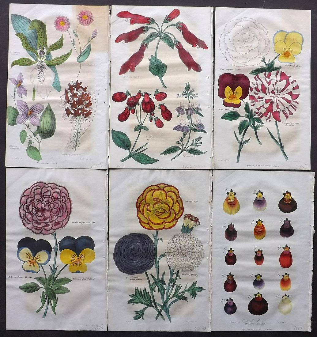 Floricultural Cabinet 1833 Lot of 6 HC Botanical Prints (1 of 2)