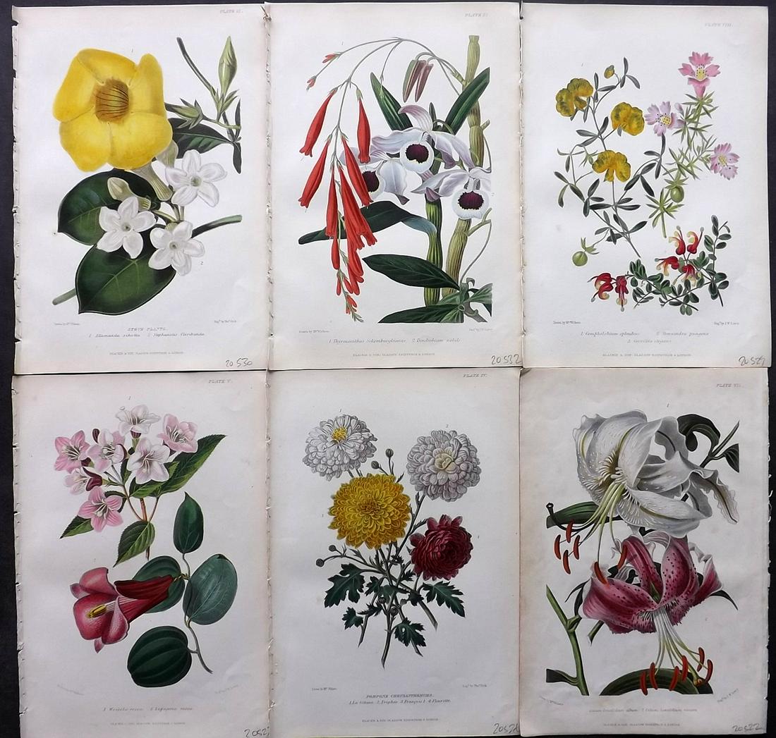 Thompson, Robert C1860 Lot of 6 HC Botanical Prints: Hand Coloured Steel Engravings Published C1860, London for "The Gardener's Assistant..." by Robert Thompson. Paper Size: 9.5 x 6.5 inch (24 x 16.5cm) Good Condition