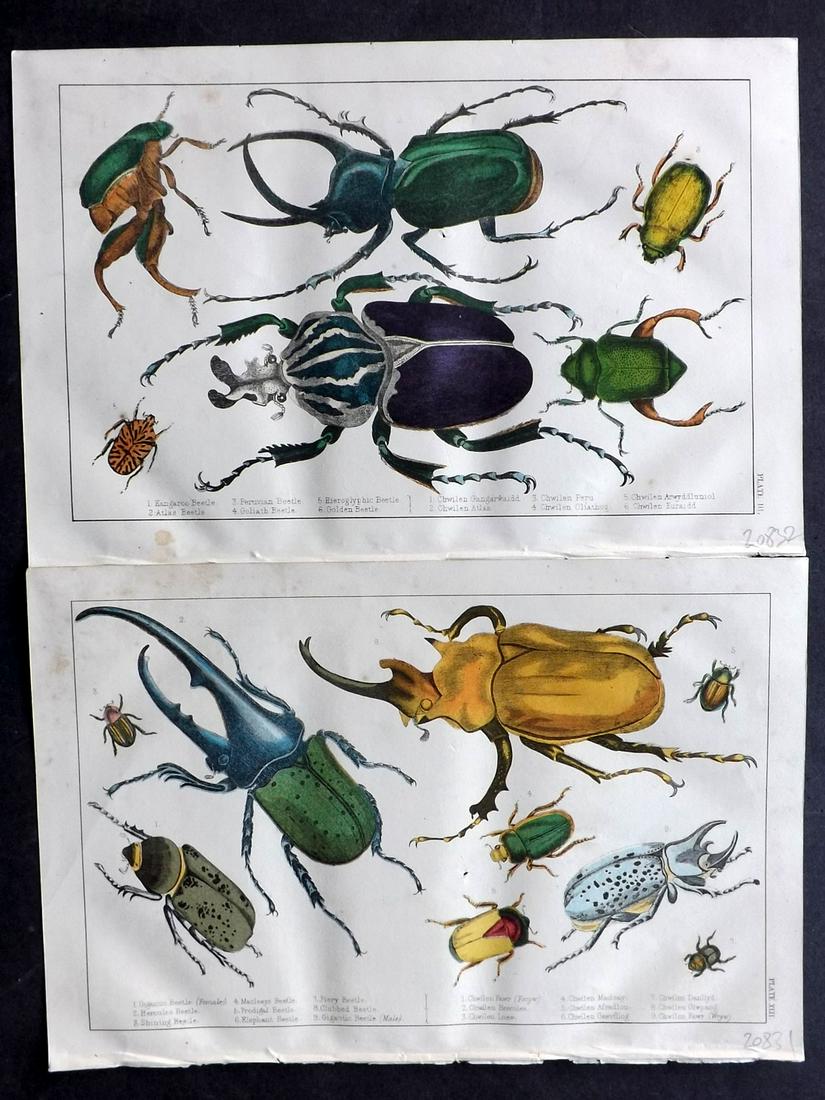 Goldsmith, Oliver 1850s Pair of HCol Insects Beetles: Hand Coloured Etchings/Engravings Published 1850's by A. Fullarton & Co., London for "A History of the Earth and Animated Nature" by Oliver Goldsmith. Paper Size: 10 x 6 inch (25 x 16cm) Very minor ma