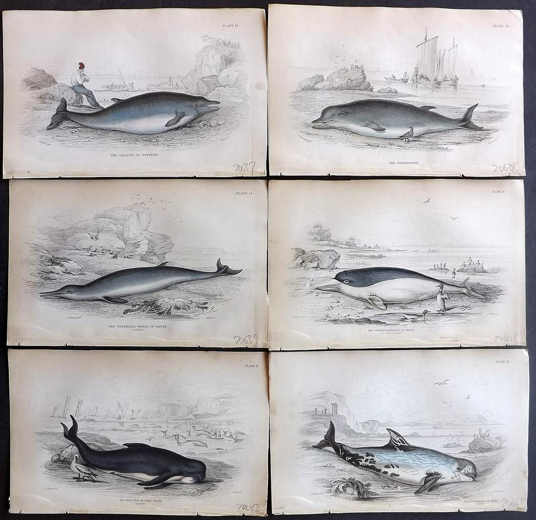 Jardine, William C1840 Lot 6 HC Prints Whales Dolphins (1 of 2)