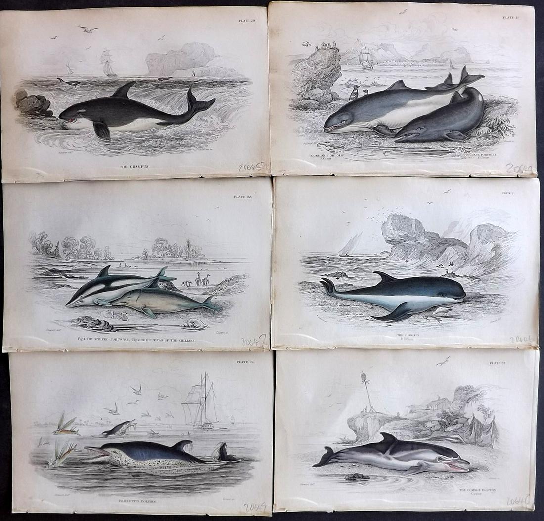 Jardine, William C1840 Lot 6 HC Prints Whales Dolphins (1 of 2)