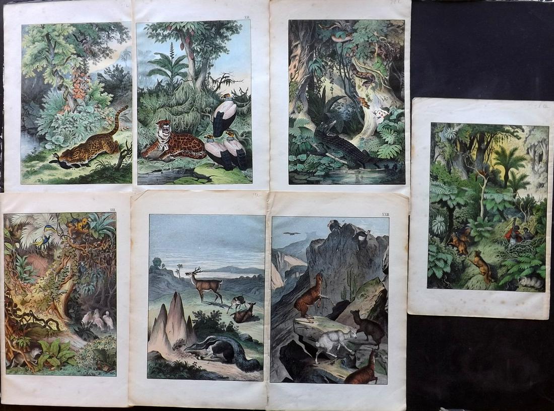 White, Adam 1867 Lot of 7 Hand Col Animal Prints: Lithographs Published 1867-72, Edinburgh for "The Instructive Picture Book..." by Adam White. Printed in Colours and finished by hand. Paper Size: 13 x 8 inch (33 x 21cm) Minor toning in parts.
