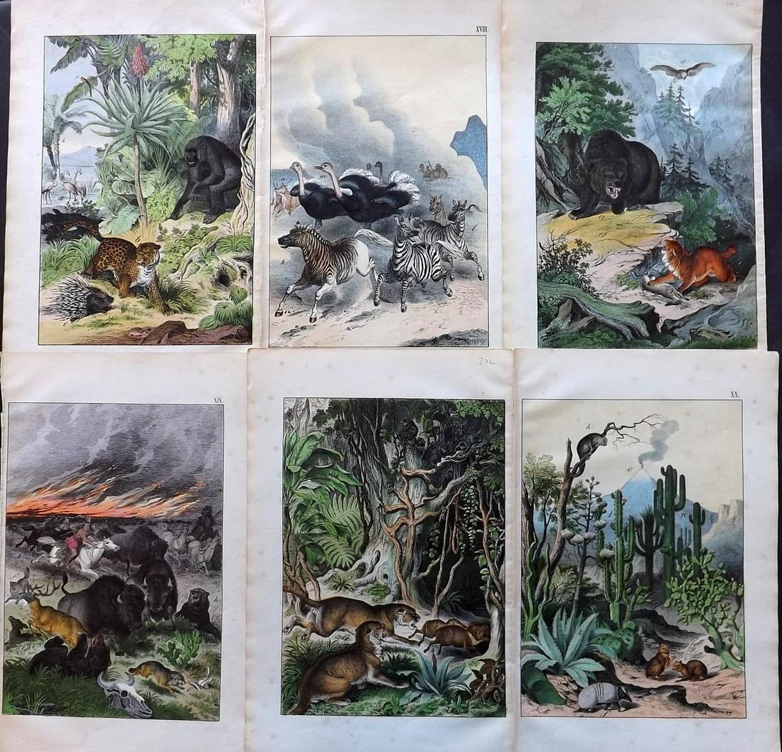 White, Adam 1867 Lot of 6 Hand Col Animal Prints: Lithographs Published 1867-72, Edinburgh for "The Instructive Picture Book..." by Adam White. Printed in Colours and finished by hand. Paper Size: 13 x 8 inch (33 x 21cm) Minor toning in parts.