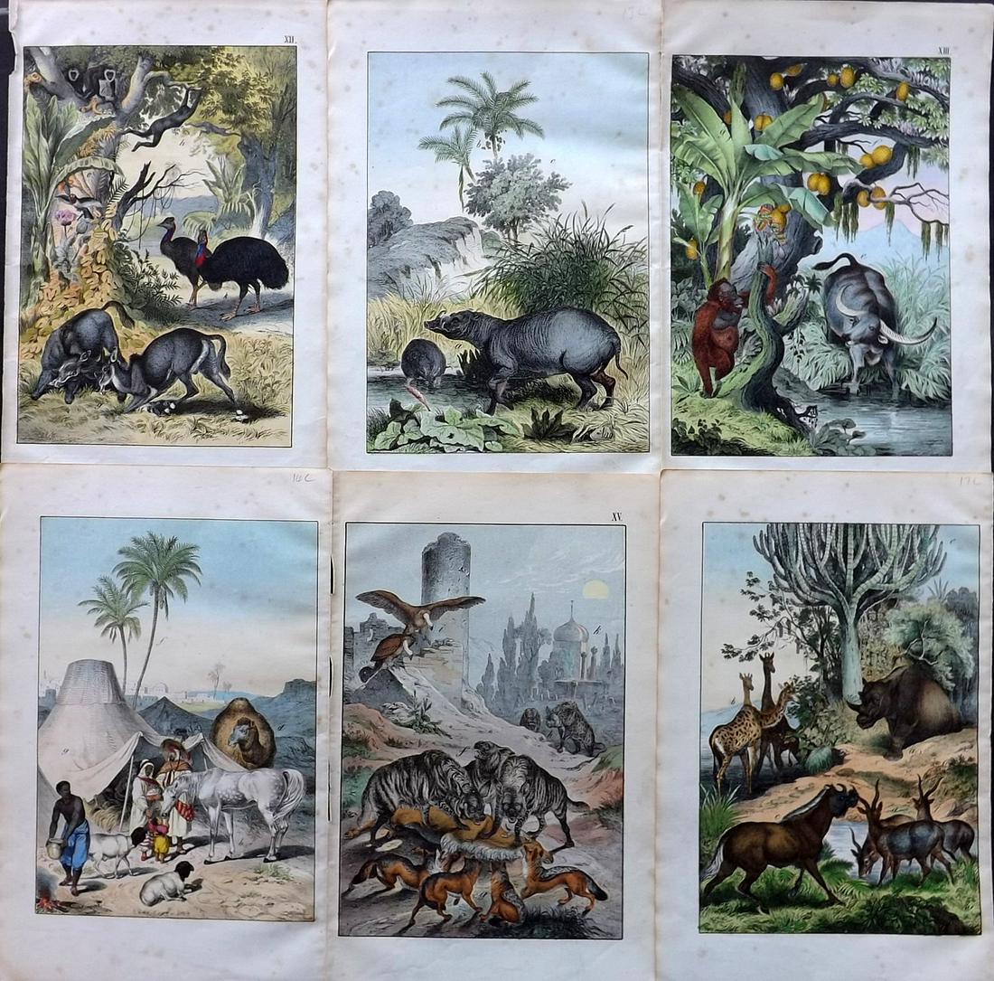 White, Adam 1867 Lot of 6 Hand Col Animal Prints: Lithographs Published 1867-72, Edinburgh for "The Instructive Picture Book..." by Adam White. Printed in Colours and finished by hand. Paper Size: 13 x 8 inch (33 x 21cm) Minor toning in parts.