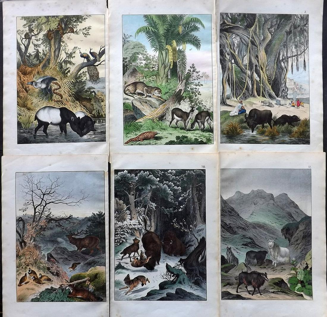 White, Adam 1867 Lot of 6 Hand Col Animal Prints: Lithographs Published 1867-72, Edinburgh for "The Instructive Picture Book..." by Adam White. Printed in Colours and finished by hand. Paper Size: 13 x 8 inch (33 x 21cm) Minor toning in parts.