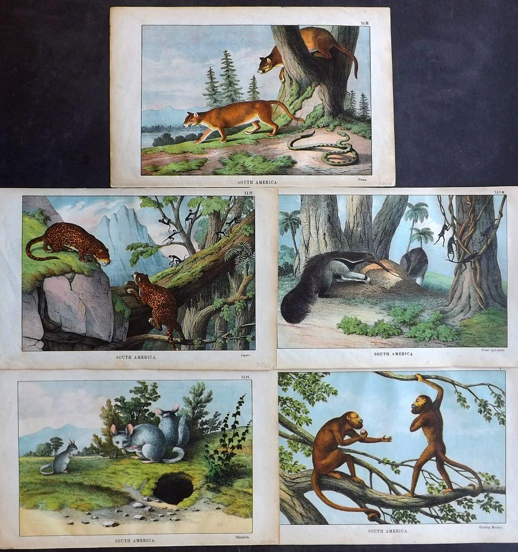 White, Adam 1872 Lot of 5 HC Animal Prints. S. America (1 of 2)