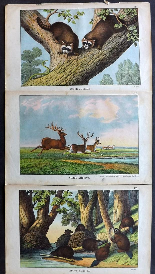 White, Adam 1872 Lot of 3 HC Animal Prints. N. America (1 of 2)