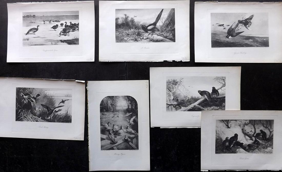 Aflalo, F. G. 1898 Lot of 7 Antique Bird Prints: Photogravures Published 1897-98, London for "The Encyclopaedia of Sport" by The Earl of Suffolk and Berkshire and F. G. Aflalo. Paper Size: 10.5 x 7 inch (27 x 18cm) Good Condition