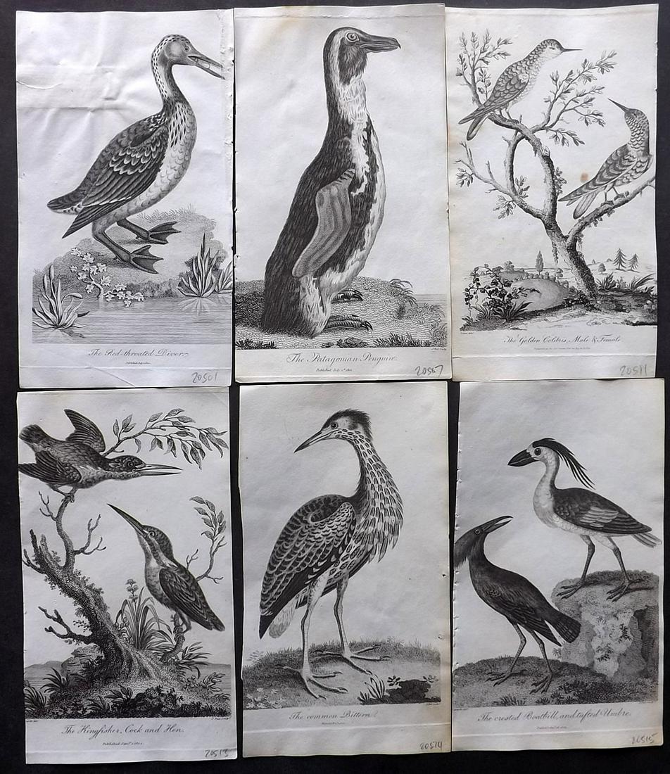 After George Edwards C1805 Lot of 6 Bird Prints: Copper Plates Published 1794-1810, London for "A Genuine and Universal System of Natural History" by Carl Linnaeus and Ebenezer Sibly. Illustrated after George Edwards, Bloch, Knorr, Buffon and others