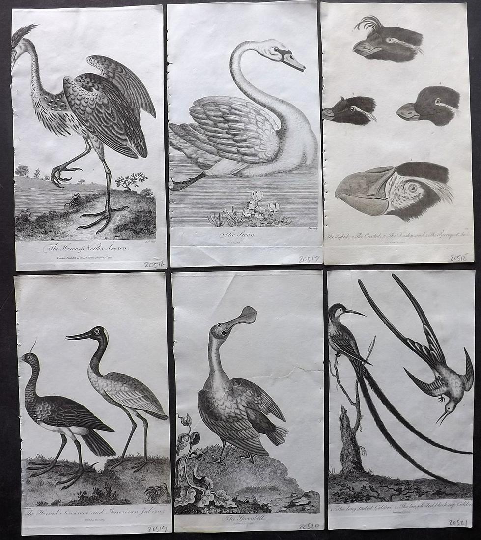 After George Edwards C1805 Lot of 6 Bird Prints: Copper Plates Published 1794-1810, London for "A Genuine and Universal System of Natural History" by Carl Linnaeus and Ebenezer Sibly. Illustrated after George Edwards, Bloch, Knorr, Buffon and others