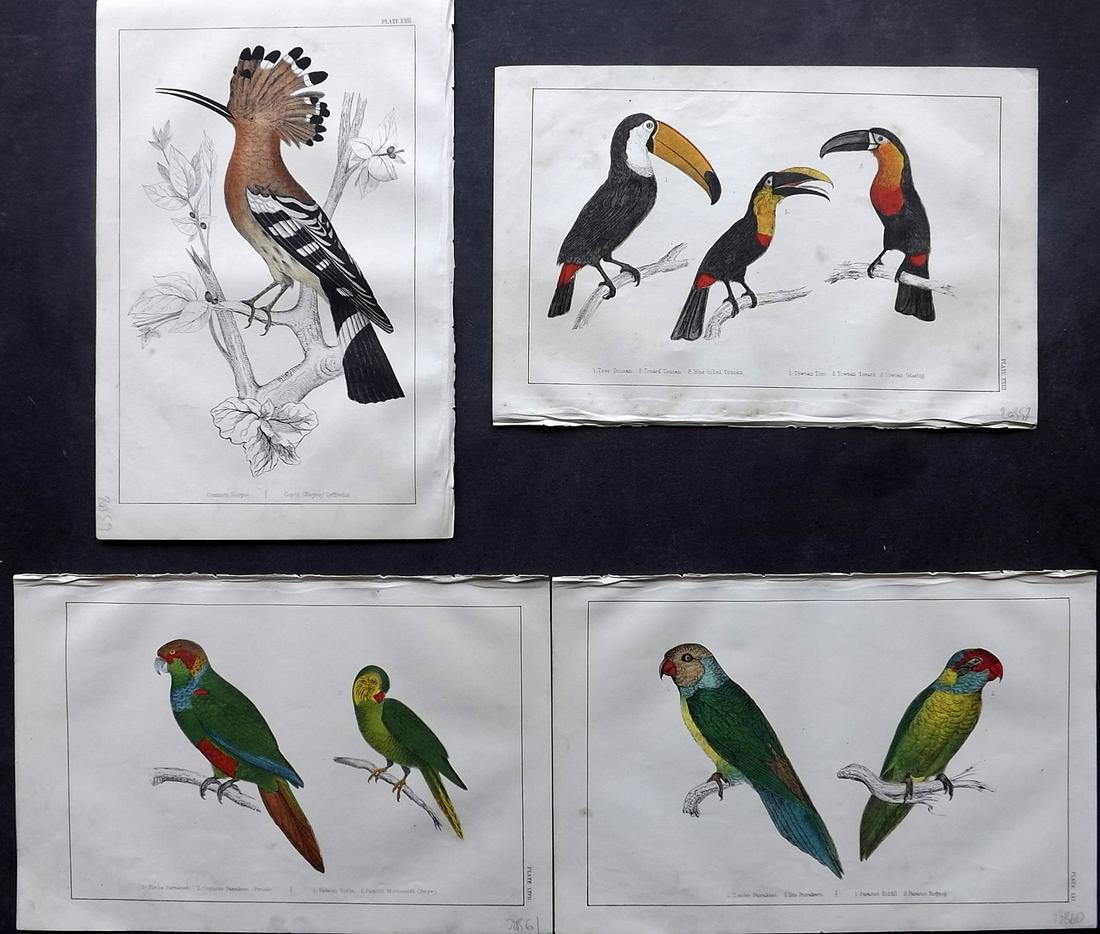 Goldsmith, Oliver 1850s Lot of 4 Prints. Parrot, Toucan (1 of 2)