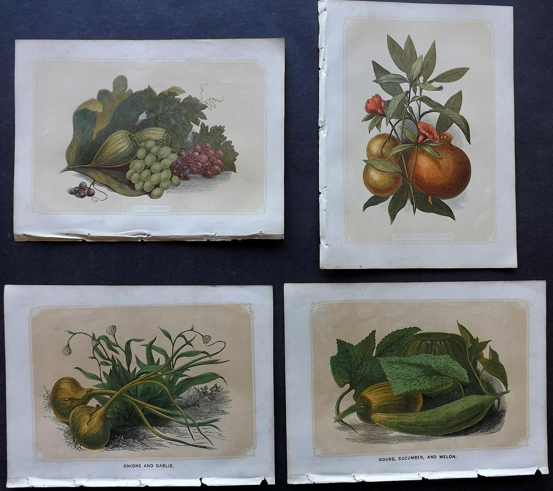 Bicknell, W. I. 1851 Lot of 4 Fruit & Vegetable Prints (1 of 2)