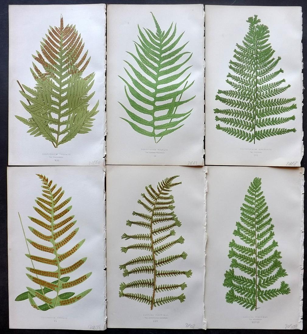 Lowe, Edward 1867 Lot of 6 Botanical Fern Prints: Woodblocks Published 1867 by Groombridge and Sons, London for "Our Native Ferns" by Edward Lowe. Illustrated by A.F. Lydon. Printed by Benjamin Fawcett. Paper Size: 10 x 6 inch (25 x 16cm) Good Condit