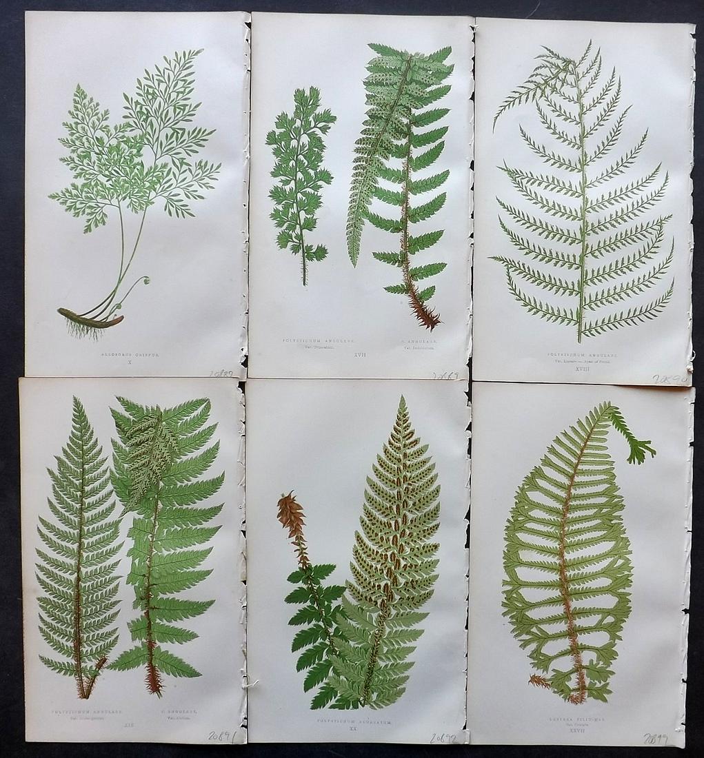 Lowe, Edward 1867 Lot of 6 Botanical Fern Prints: Woodblocks Published 1867 by Groombridge and Sons, London for "Our Native Ferns" by Edward Lowe. Illustrated by A.F. Lydon. Printed by Benjamin Fawcett. Paper Size: 10 x 6 inch (25 x 16cm) Good Condit