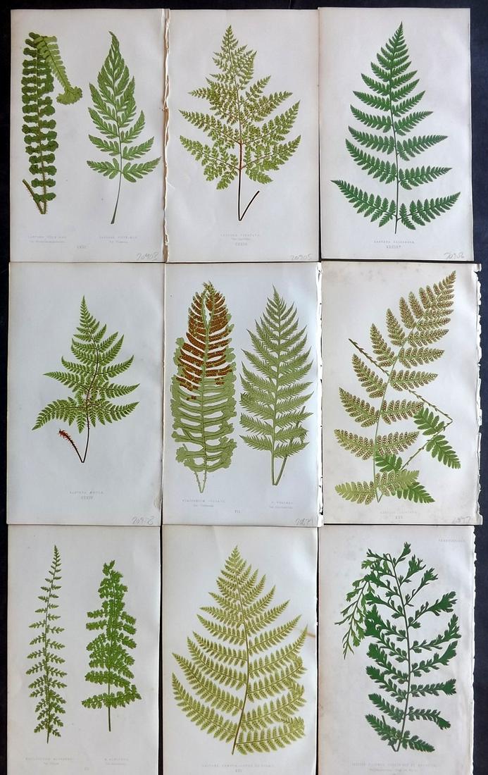 Lowe, Edward 1867 Lot of 9 Botanical Fern Prints: Woodblocks Published 1867 by Groombridge and Sons, London for "Our Native Ferns" by Edward Lowe. Illustrated by A.F. Lydon. Printed by Benjamin Fawcett. Paper Size: 10 x 6 inch (25 x 16cm) A couple wi
