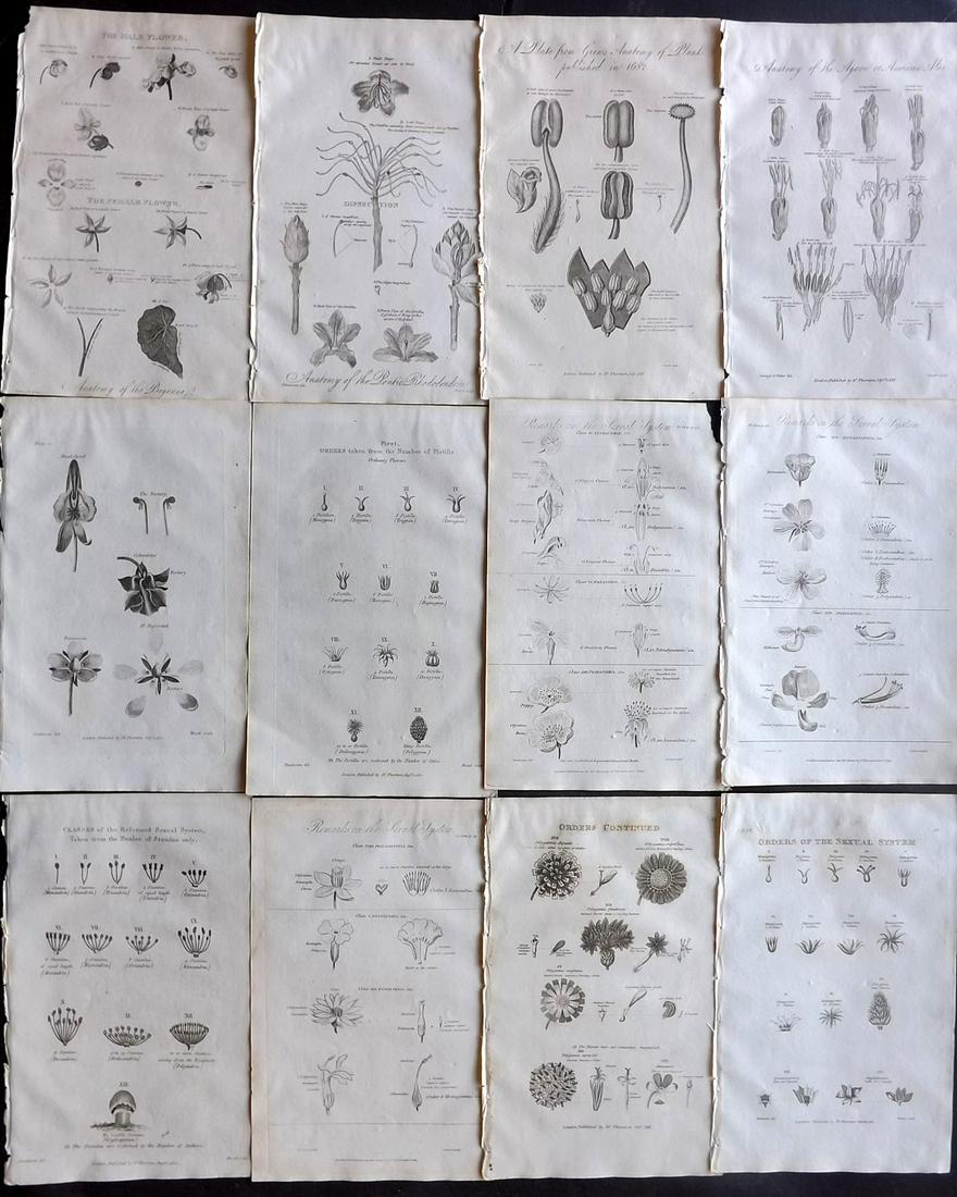 Thornton, Robert 1812 Lot of 12 Botanical Prints: Copper Plates Published 1812, London for "Elements of Botany" by Dr. Robert John Thonton. Paper Size: 9.5. x 6 inch (24 x 15cm) Good Condition overall