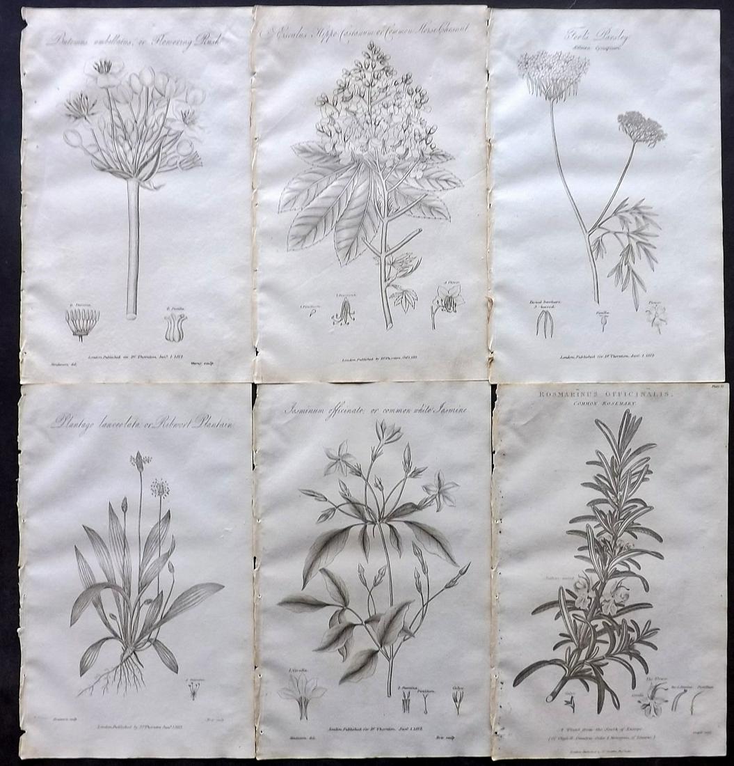 Thornton, Robert 1812 Lot of 6 Botanical Prints: Copper Plates Published 1812, London for "Elements of Botany" by Dr. Robert John Thonton. Paper Size: 9.5. x 6 inch (24 x 15cm) Good Condition overall