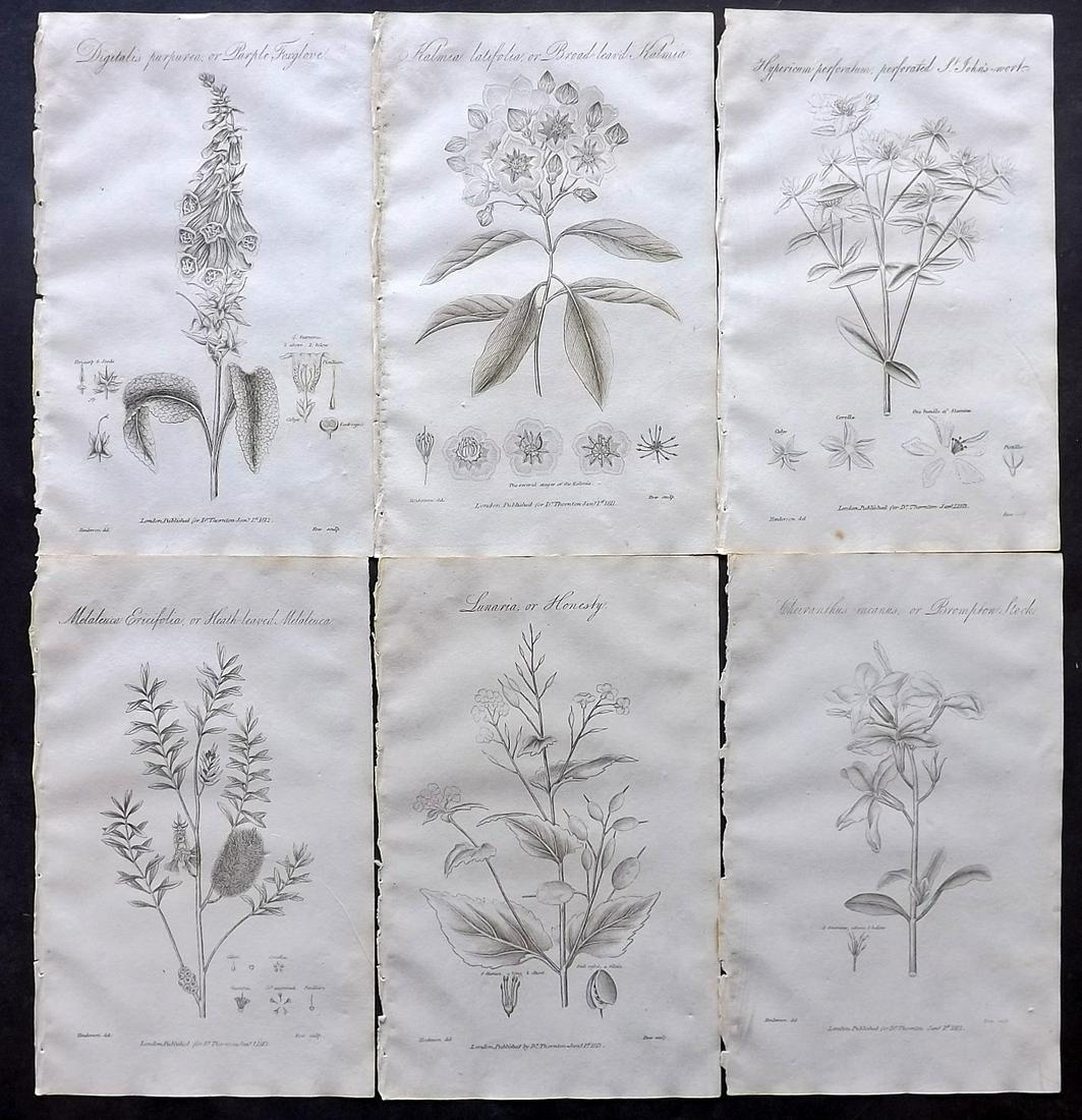 Thornton, Robert 1812 Lot of 6 Botanical Prints: Copper Plates Published 1812, London for "Elements of Botany" by Dr. Robert John Thonton. Paper Size: 9.5. x 6 inch (24 x 15cm) Good Condition overall