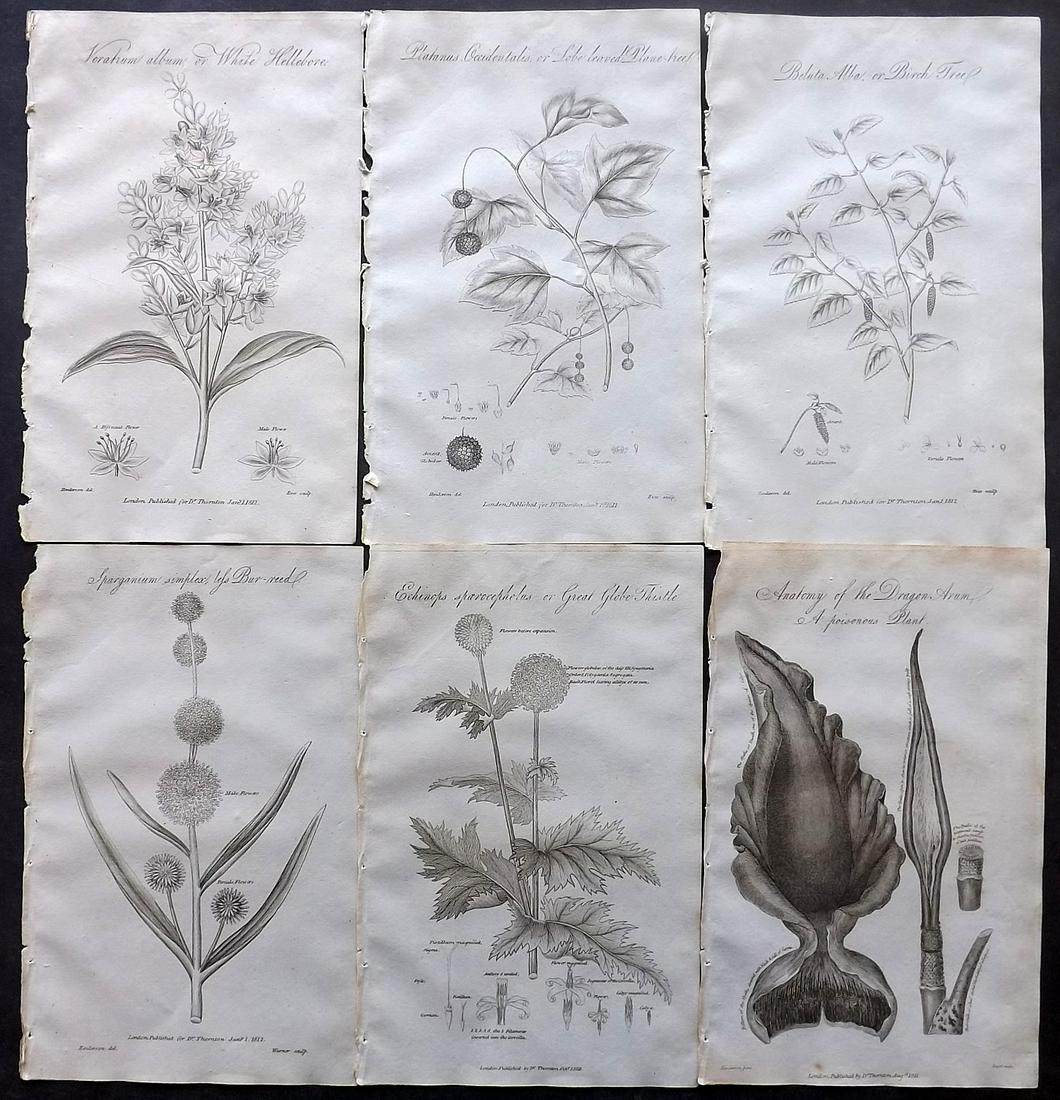 Thornton, Robert 1812 Lot of 6 Botanical Prints: Copper Plates Published 1812, London for "Elements of Botany" by Dr. Robert John Thonton. Paper Size: 9.5. x 6 inch (24 x 15cm) Good Condition overall