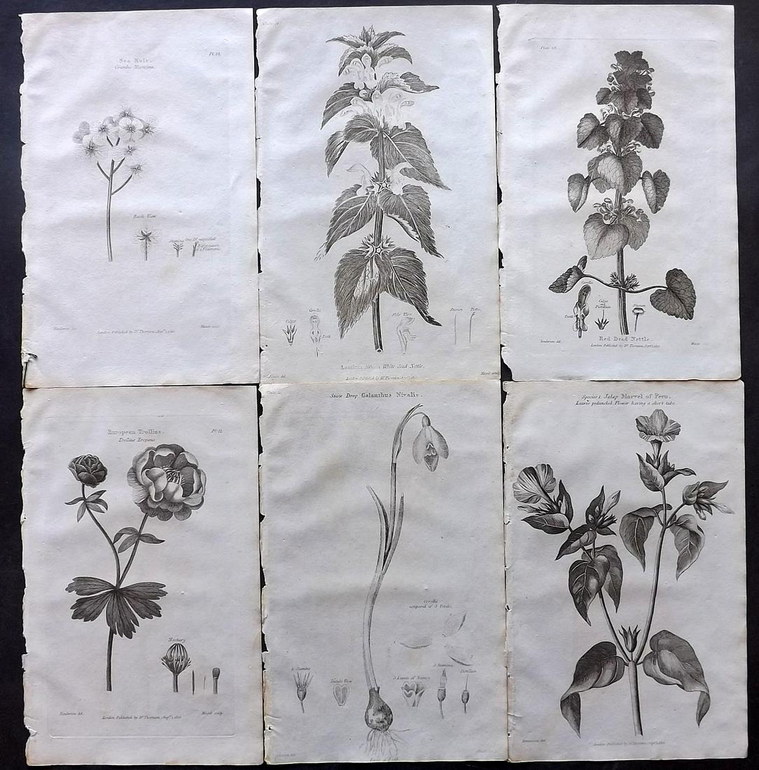 Thornton, Robert 1812 Lot of 6 Botanical Prints: Copper Plates Published 1812, London for "Elements of Botany" by Dr. Robert John Thonton. Paper Size: 9.5. x 6 inch (24 x 15cm) Good Condition overall