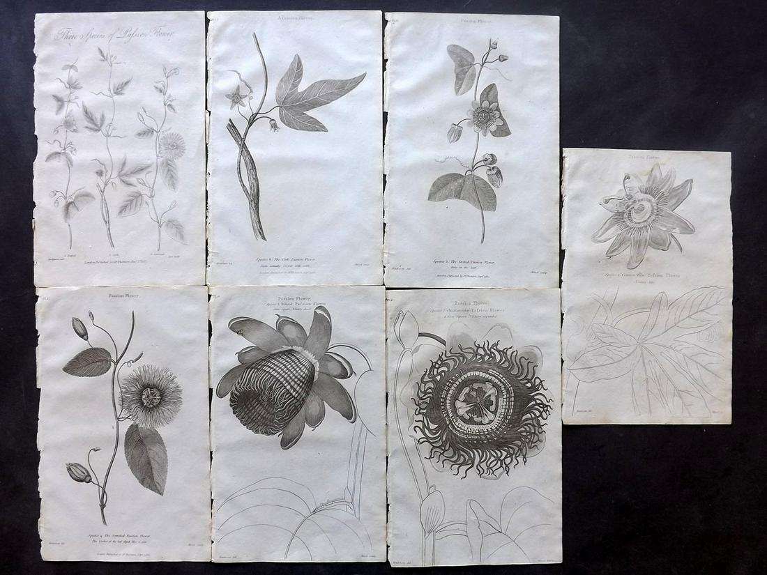 Thornton, Robert 1812 Lot of 7 Passion Flower Prints (1 of 2)