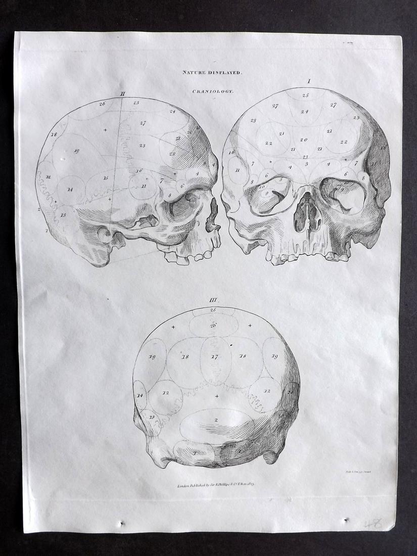 Phillips (Pub) 1823 Anatomy Print. Human Skull (1 of 2)