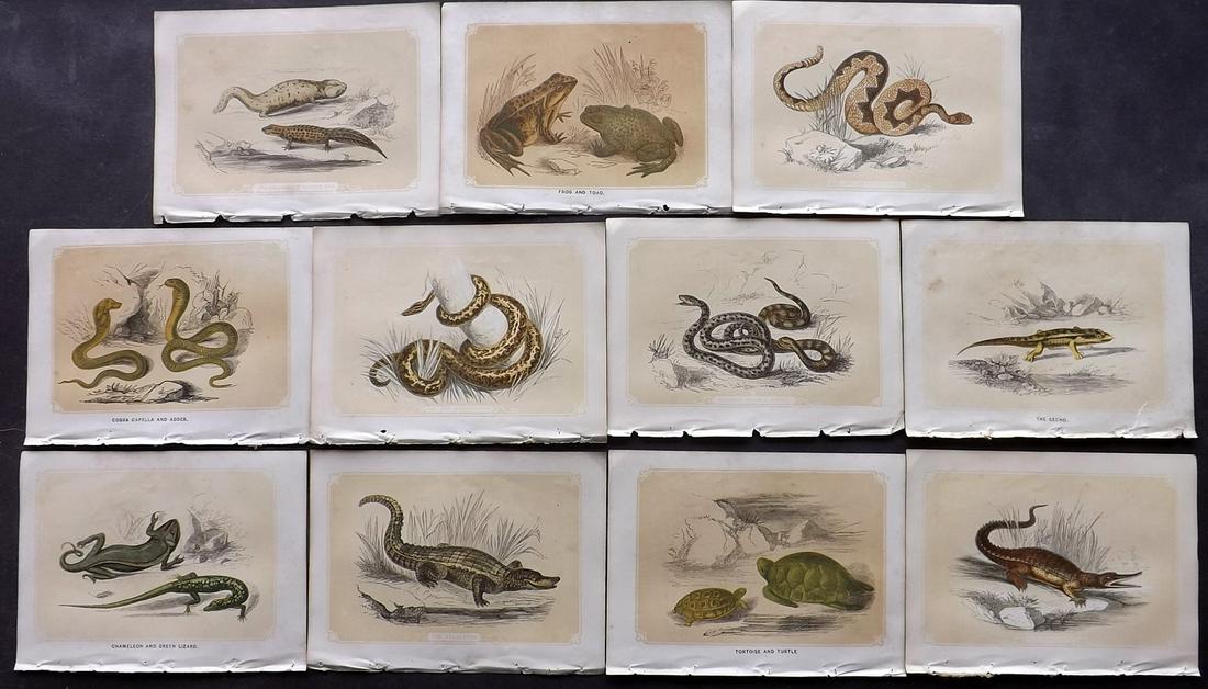 Bicknell, W. I. 1851 Lot 11 Reptile Prints. Snakes etc (1 of 2)