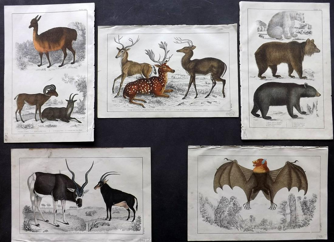 Goldsmith, Oliver 1850s Lot of 5 HC Prints. Bears, Bat (1 of 2)