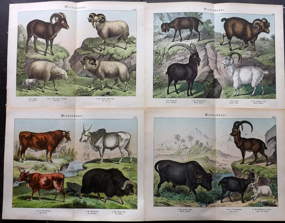 Schubert, Gotthilf 1880s Lot 4 Prints Cattle Sheep Goat (1 of 2)