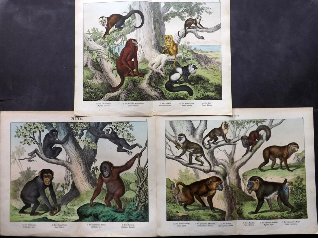 Schubert, Gotthilf 1880s Lot of 3 LG Prints. Monkeys (1 of 2)