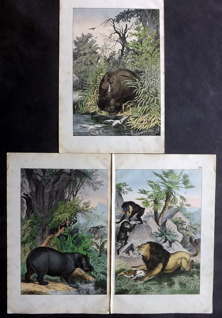 White, Adam 1867 Lot of 3. Hippo, Rhino, Lion/Monkeys: Lithographs Published 1867-72, Edinburgh for "The Instructive Picture Book..." by Adam White. Printed in Colours and finished by hand. Paper Size: 13 x 8 inch (33 x 21cm) Minor toning in parts.