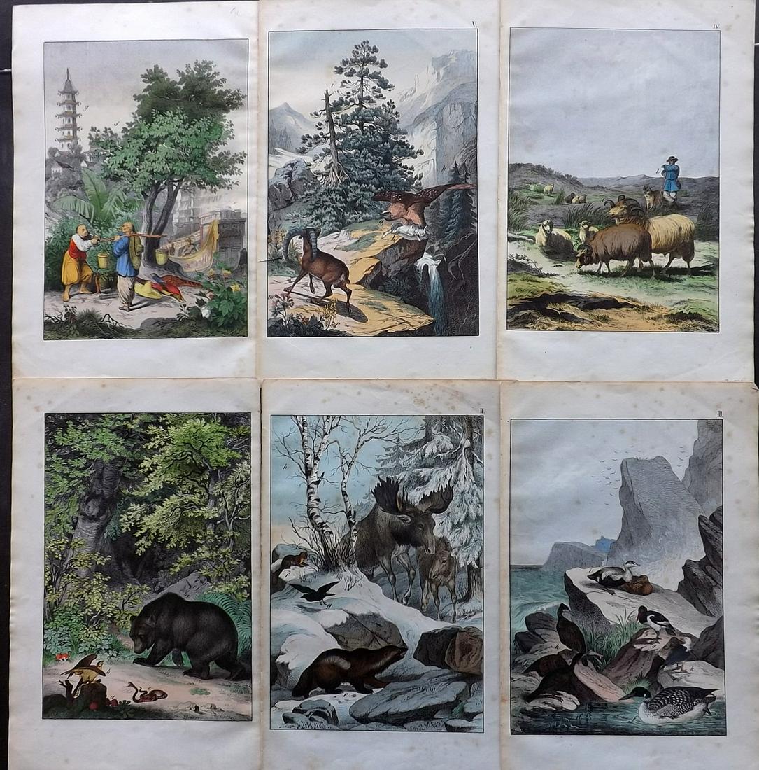 White, Adam 1867 Lot of 6 Hand Col Animal Prints: Lithographs Published 1867-72, Edinburgh for "The Instructive Picture Book..." by Adam White. Printed in Colours and finished by hand. Paper Size: 13 x 8 inch (33 x 21cm) Minor toning present