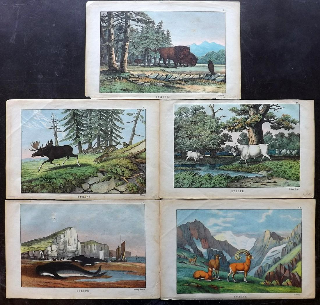 White, Adam 1872 Lot of 5 Prints. Europe: Lithographs Published 1867-72, Edinburgh for "The Instructive Picture Book..." by Adam White. Printed in Colours and finished by hand. Paper Size: 13 x 8 inch (33 x 21cm) Minor toning in parts.