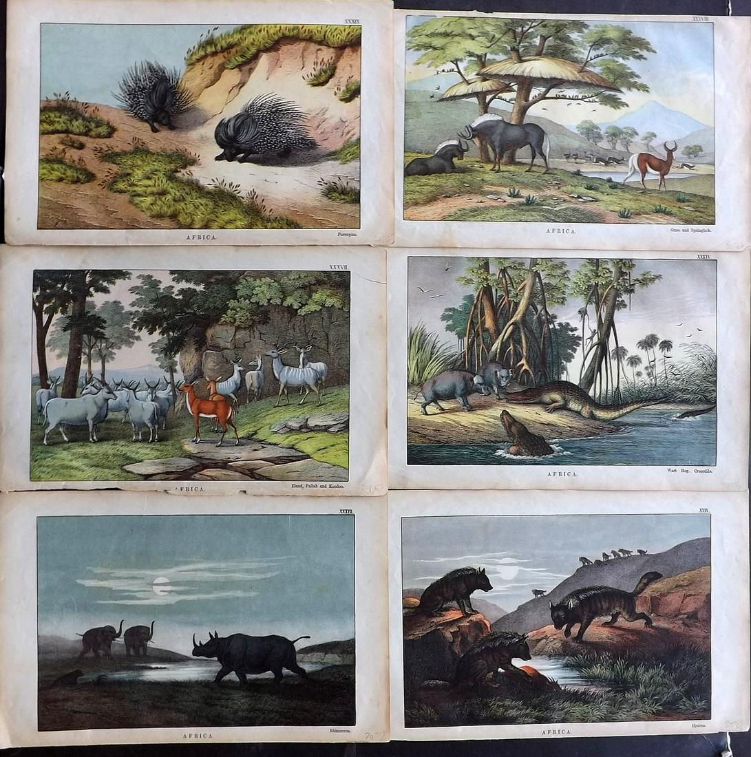White, Adam 1872 Lot of 6 Prints. Africa incl Rhino: Lithographs Published 1867-72, Edinburgh for "The Instructive Picture Book..." by Adam White. Printed in Colours and finished by hand. Paper Size: 13 x 8 inch (33 x 21cm) Minor toning in parts. One wi