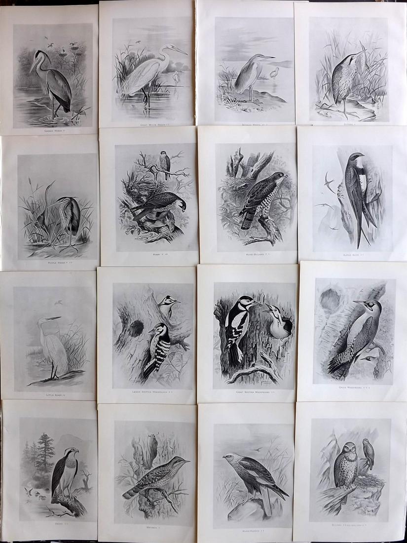 Frohawk, F. 1898 Lot of 16 Antique Bird Prints: Lithographs Published 1896-98, London for "British Birds with their Nests and Eggs" by Arthur G. Butler. Illustrated by Frederick William Frohawk. Paper Size: 12 x 9.5 inch (30 x 24cm) Good Condition