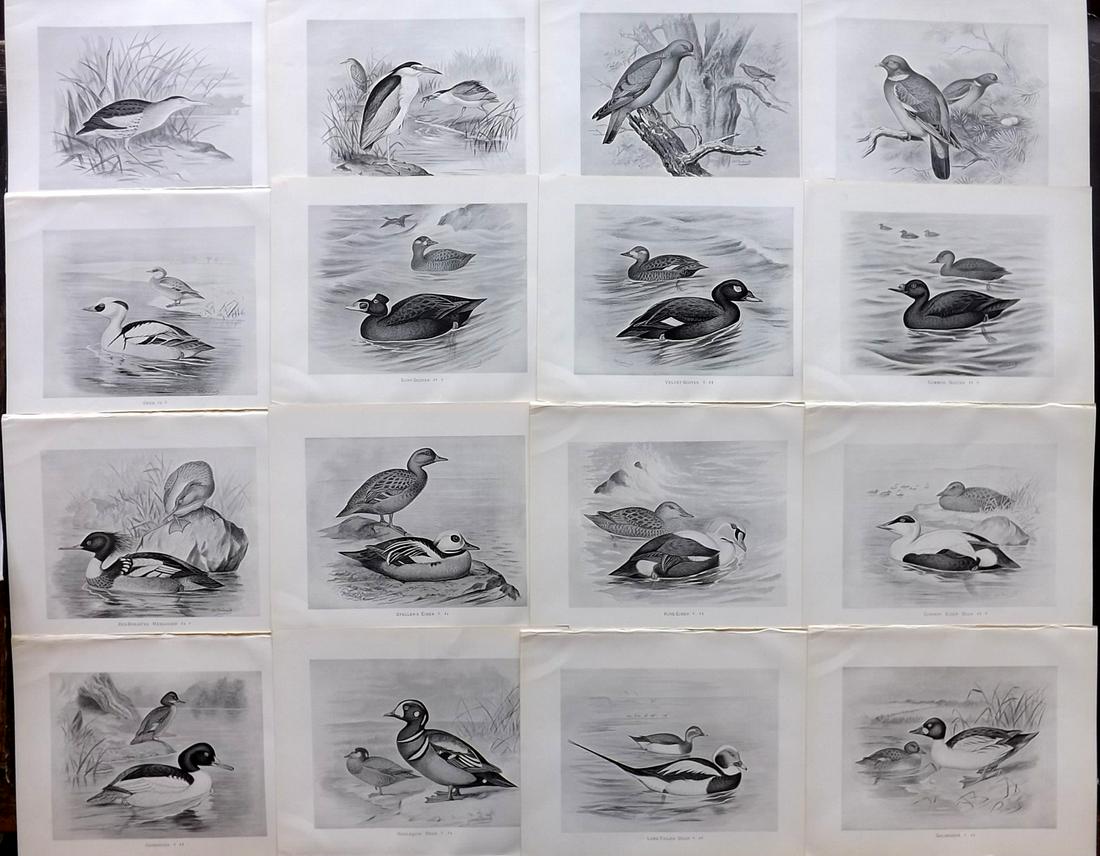 Frohawk, F. 1898 Lot of 16 Antique Bird Prints: Lithographs Published 1896-98, London for "British Birds with their Nests and Eggs" by Arthur G. Butler. Illustrated by Frederick William Frohawk. Paper Size: 12 x 9.5 inch (30 x 24cm) Good Condition