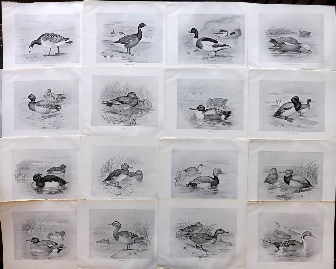 Frohawk, F. 1898 Lot of 16 Antique Bird Prints: Lithographs Published 1896-98, London for "British Birds with their Nests and Eggs" by Arthur G. Butler. Illustrated by Frederick William Frohawk. Paper Size: 12 x 9.5 inch (30 x 24cm) Good Condition