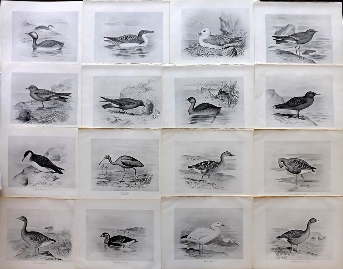 Frohawk, F. 1898 Lot of 16 Antique Bird Prints: Lithographs Published 1896-98, London for "British Birds with their Nests and Eggs" by Arthur G. Butler. Illustrated by Frederick William Frohawk. Paper Size: 12 x 9.5 inch (30 x 24cm) Good Condition