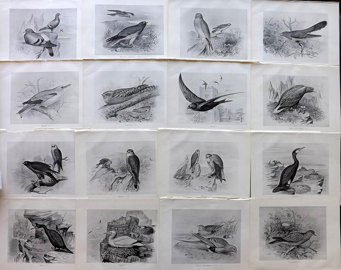 Frohawk, F. 1898 Lot of 16 Antique Bird Prints: Lithographs Published 1896-98, London for "British Birds with their Nests and Eggs" by Arthur G. Butler. Illustrated by Frederick William Frohawk. Paper Size: 12 x 9.5 inch (30 x 24cm) Good Condition