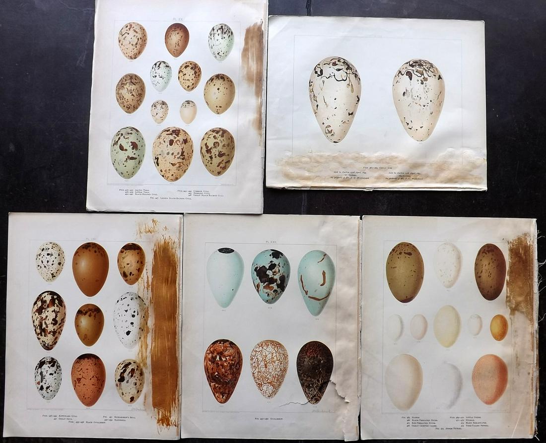 Frohawk, F. 1898 Lot of 5 Bird Egg Prints (Faults) (1 of 2)