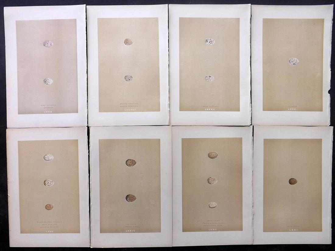 Morris, Francis 1896 Lot of 8 Bird Egg Prints: Woodblocks Published 1896, London for "A Natural History of the Nests and Eggs of British Birds" By the Rev. F. O. Morris, printed Benjamin Fawcett. Printed in colours and finished by hand. Paper Size