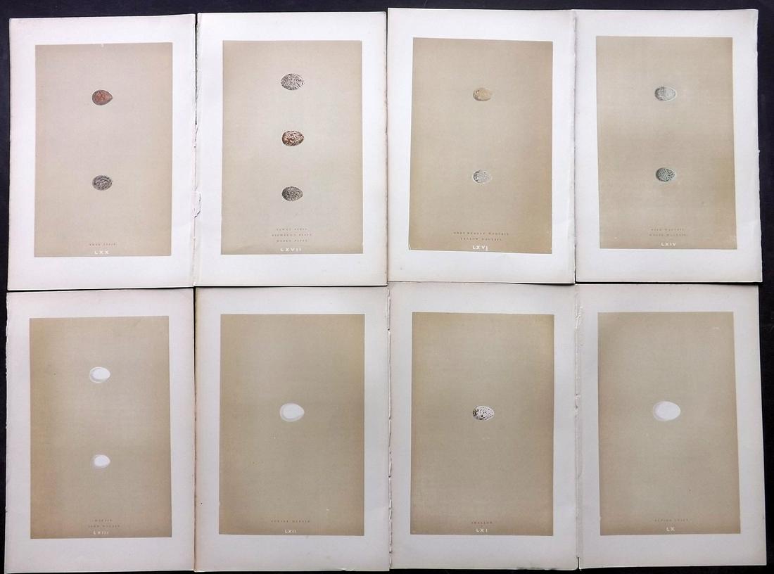 Morris, Francis 1896 Lot of 8 Bird Egg Prints: Woodblocks Published 1896, London for "A Natural History of the Nests and Eggs of British Birds" By the Rev. F. O. Morris, printed Benjamin Fawcett. Printed in colours and finished by hand. Paper Size