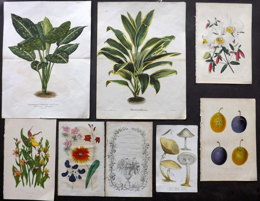 Botanical Prints 19th Century Mixed Lot of 8 (1 of 2)