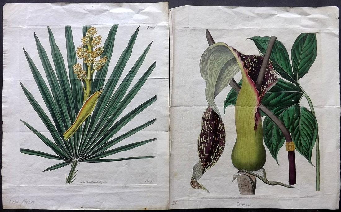 Curtis & Edwars 1820-26 Pair of HC Botanical Prints (1 of 2)