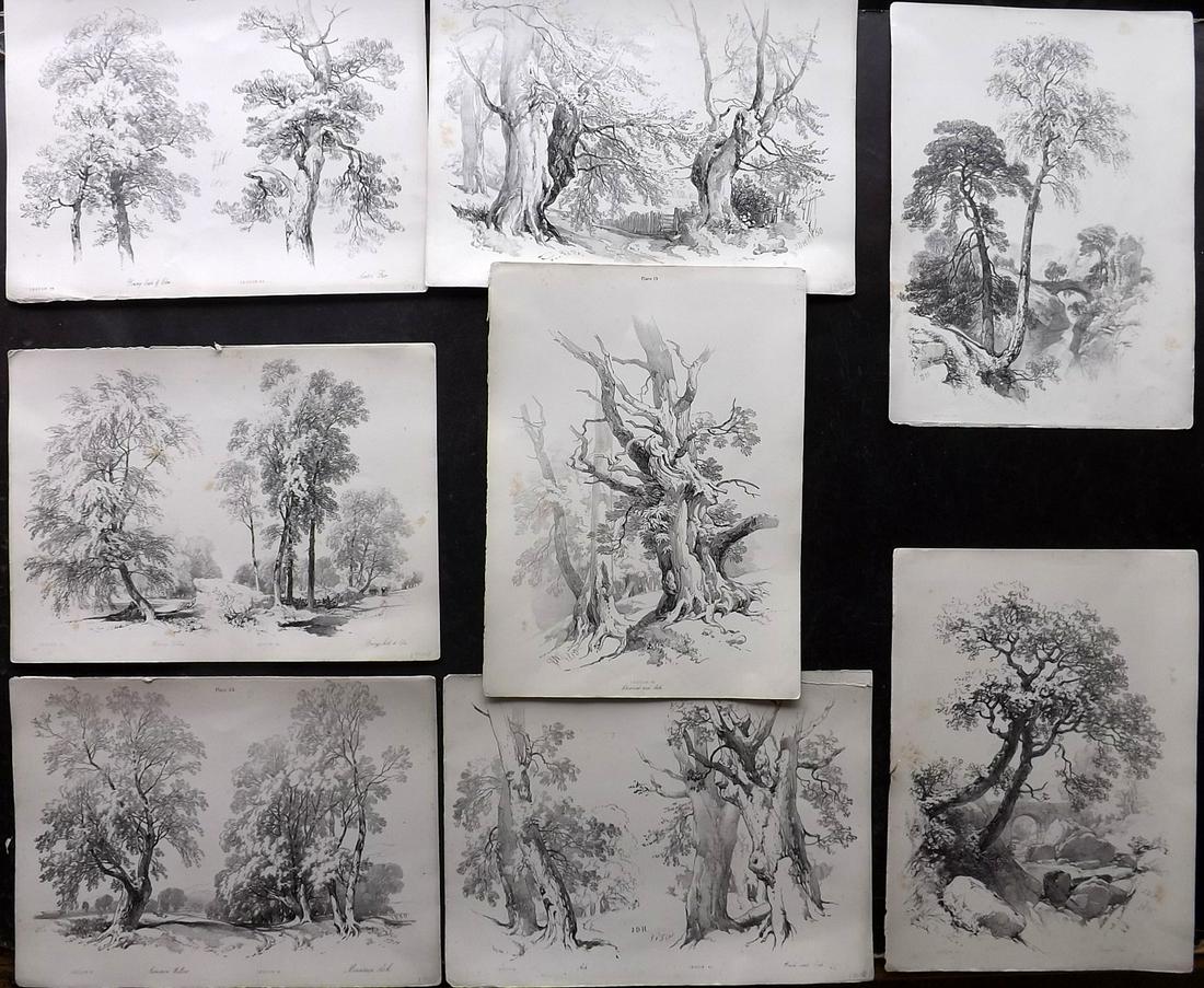 Harding, J. D. 1852 Lot of 8 Large Prints. Trees: Folio Lithographs Published 1852, London for "Lessons on Trees" by J. D. Harding. Paper Size: 14.5 x 11 inch (37 x 28cm) Some toning present