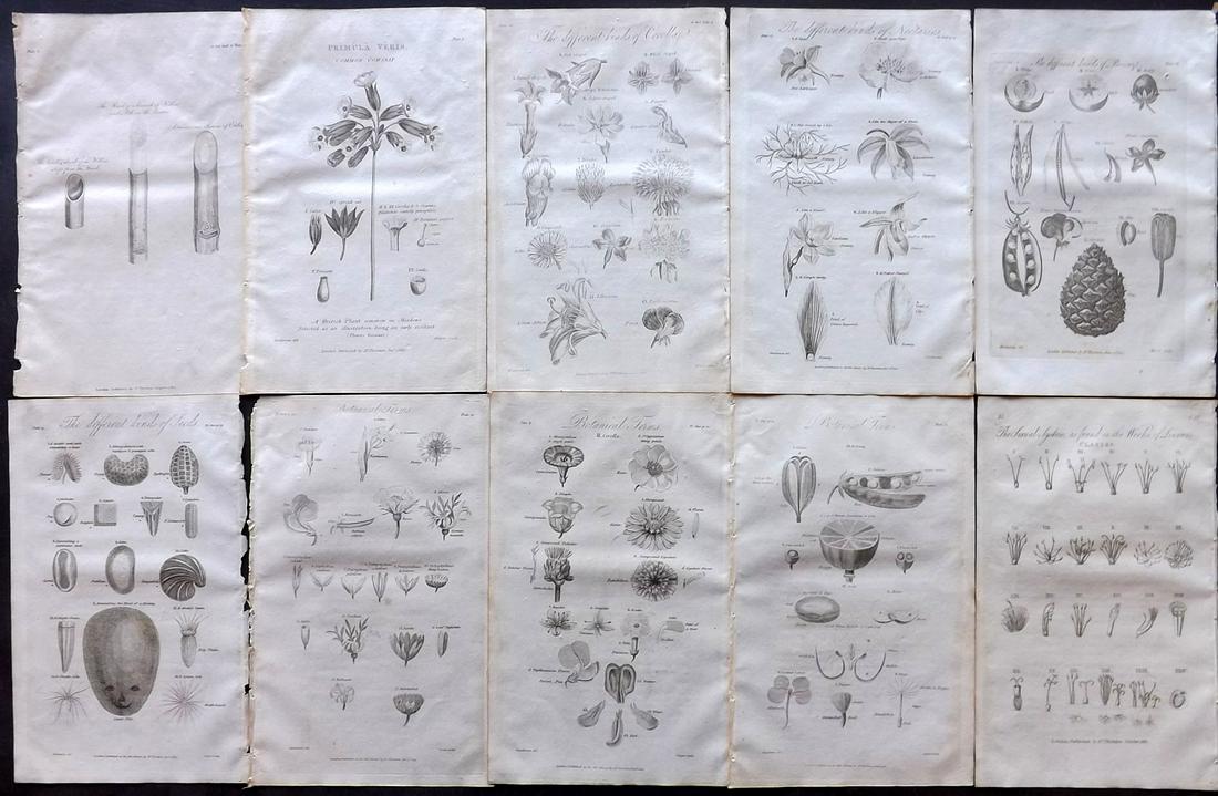 Thornton, Robert 1812 Lot of 10 Botanical Prints: Copper Plates Published 1812, London for "Elements of Botany" by Dr. Robert John Thonton. Paper Size: 9.5. x 6 inch (24 x 15cm) Good Condition overall