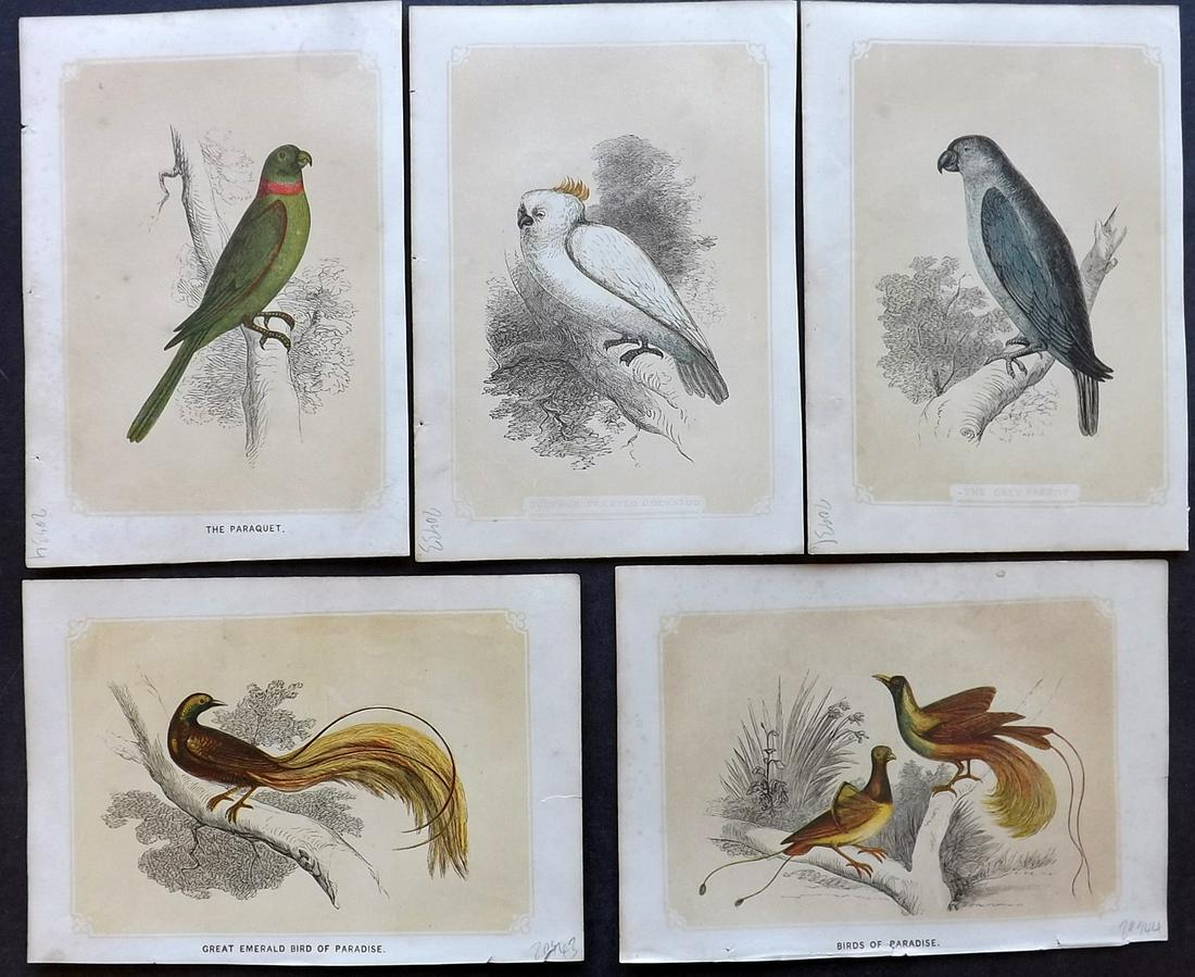 Bicknell, W. I. 1851 Lot of 5 Bird Prints. Parrot (1 of 2)