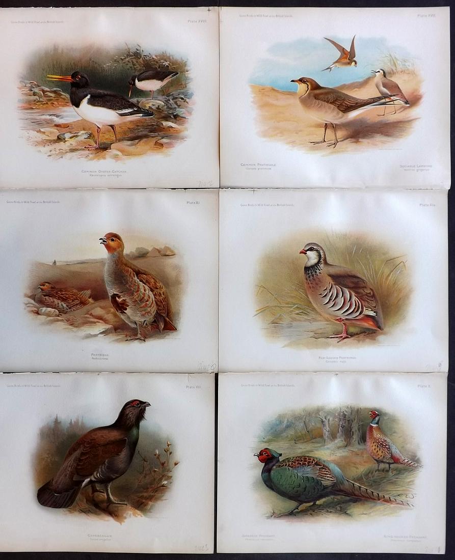Dixon & Whymper 1900 Lot of 6 Bird Prints: Chromolithographs Published 1900, Sheffield for "The Game Birds and Wild Fowl of The British Islands" by Charles Dixon. Illustrated by Charles Whymper. Paper Size: 10.5 x 8 inch (27 x 21cm) Good Condi